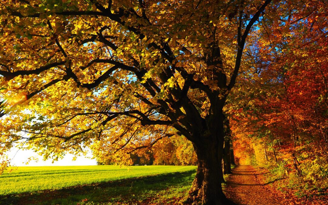 How Can You Get Your Garage Ready for Fall?